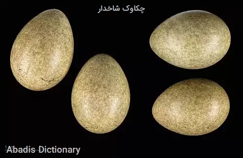 چکاوک شاخدار